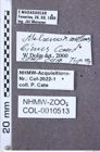 Etikette zu Melanoxanthus binus (NHMW-ZOO-COL-0010513)